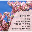 멀리가는 향기 이미지