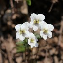 꽃들의 미소 이미지