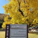 의령 세간리 은행나무 이미지