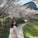 럭키경로당 | [벚꽃 명소 추천] 여수 자산공원/용월사/승월마을 벚꽃 명소 소개🌸
