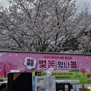 &#39;봄이오면 봄봄&#39; 정선군 남면 무릉벚꽃축제, 마을특화재생사업 참여후기