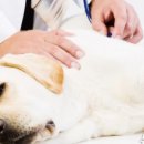 한양동물메디컬센터 이미지