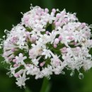 광릉한의원 이미지