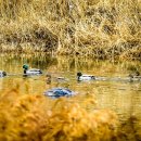 오리 날다 이미지