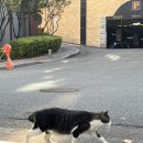 무정초등학교 | [해운대헌옷] 센텀롯데캐슬2차 다오케 대면수거 후기! (반여동 헌옷방문수거 &amp; 귀여운 단지 고양이)