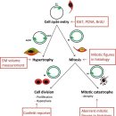 Cell cycle control in the kidney 이미지