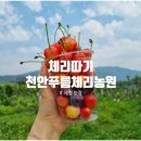 푸름농장 | 아이와 가볼 만한 천안 푸름 체리 농원, 체리 따기 체험 후기