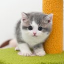 미유펫강아지고양이청주점(미용,위탁관리) | 청주고양이분양 미유펫 결정한 이유