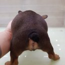 인천강아지분양24시꽃개