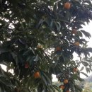 청곡사료 이미지