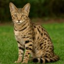 애묘(고양이)백과 - 사파리 (Safari) 이미지