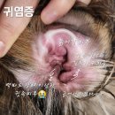 휴동물병원 | 자꾸 귀를 긁는다면, 강아지귀염증 외이도염 의심! feat.동물병원진료 후기