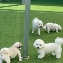 커몬댕댕 광주애견유치원&애견호텔 이미지