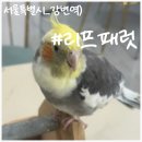리프패럿광진구 | 내 손에 앵무새가! 리프패럿에서 앵무새 만나고 힐링하기