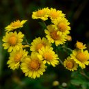 하리 양봉장 이미지