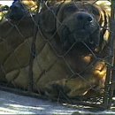 모란시장 이미지