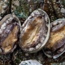 완도전복 이미지