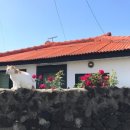 노리민박 이미지