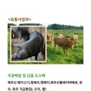 제주통돼지바베큐