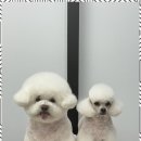 오쿠숑 이미지