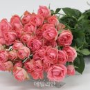 장미 이미지