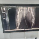 댕댕아 이리온 | 장모치와와 리온이 강아지 슬개골 탈구 수술 후기