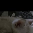 MJ캐터리 이미지