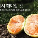 제주농부
