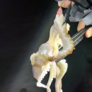 루어낚시닷컴 | 쭈꾸미 갑오징어 낚시 필수품 씨넥스 국산 수평 쪼꼬미 에기 추천