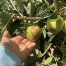 매일농장 이미지