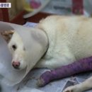 상상동물병원 이미지