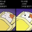알파카라반 이미지