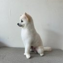 븜프그루밍 이미지