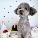 털찐강아지 이미지