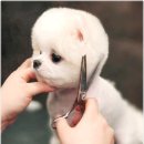 개이쁘개 이미지