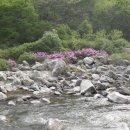 호랑이펜션 - 경주시 갈곡삼막길 43-187 | 호랑이펜션