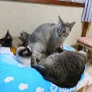 오토플라워
