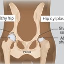 헤아림동물병원 이미지