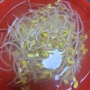 황금불닭발 | 집에서 불닭발 만들기 손질된 닭발로 만든 매운 야식 콩나물국까지