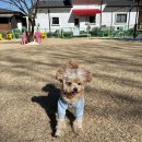 노라도라 | 노라도라 포천 애견카페 강아지운동장