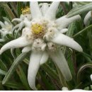 에델바이스 민박 이미지