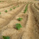 승용농장 이미지