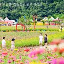 산소카폐 청송정원 (2) | 국내 주말 여행지 추천! “산소카페 청송정원” 백일홍 단지 산책·주차·입장료 한눈에