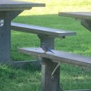 파란나라 이미지