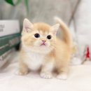 캣파라다이스 이미지