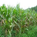 칼봉산휴양림펜션 이미지