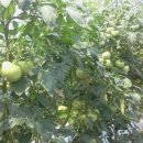 연옥농장 이미지