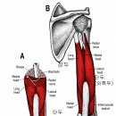 테니스엘보·골프엘보, 팔꿈치만 보시나요? 상완삼두근(Triceps Brachii) Trigger Point 풀기! 이미지