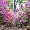 고강선사유적공원 이미지