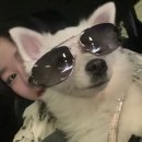 정용진축사 | 대관령 순수양떼목장 : 애견동반 평창 양떼목장